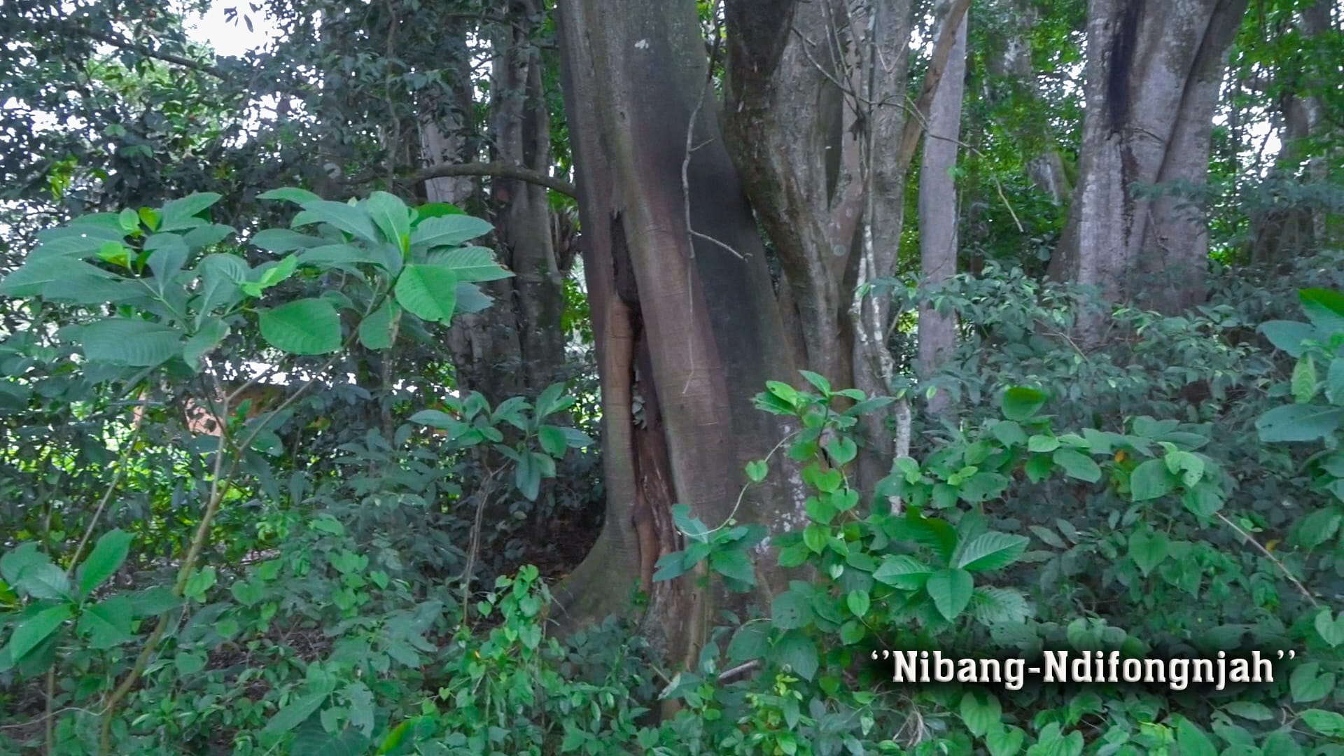 Mankong heritage photograph 26