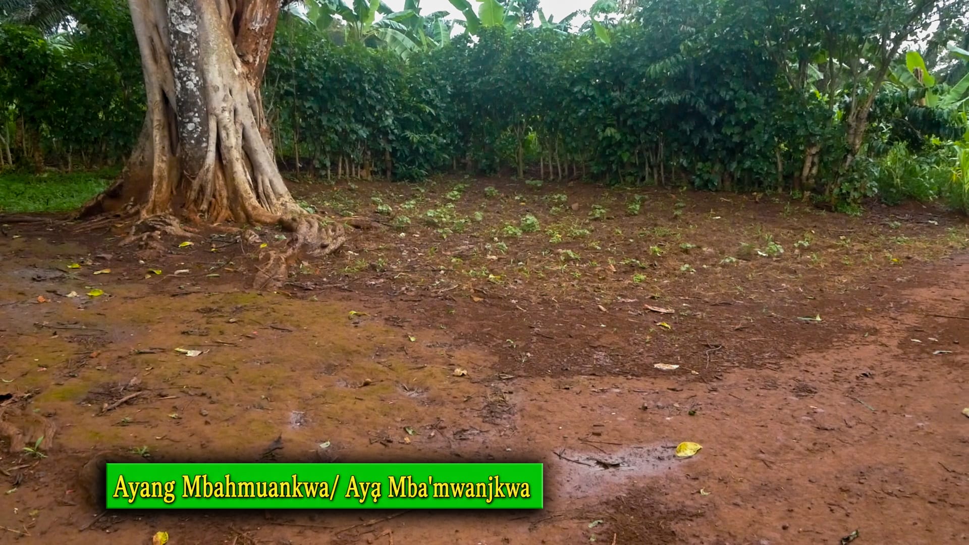 Mankong heritage photograph 55